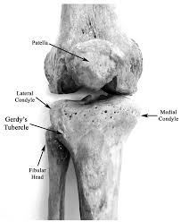 <p><span>Resist hip abduction to create tension in the iliotibial band. Find where the band ends on the lateral tibial condyle.</span></p>