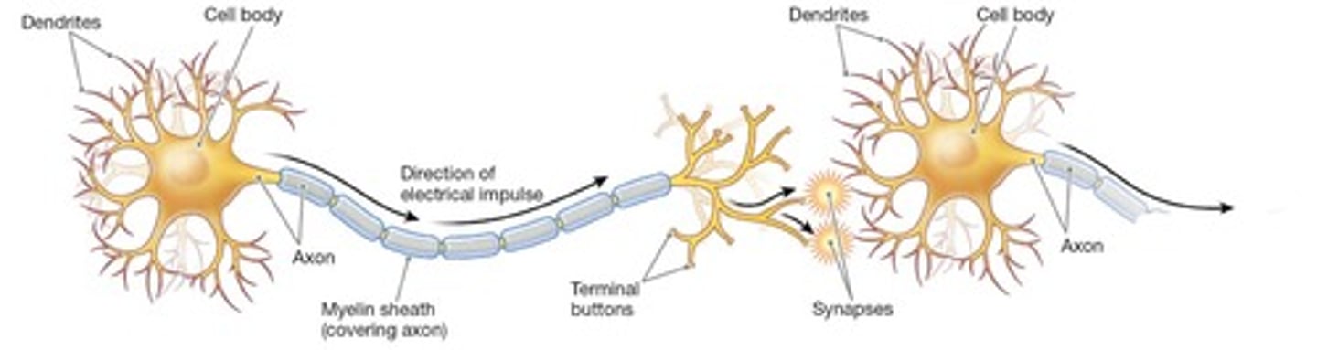 <p>dendrites, cell body (soma), axon, myelin sheath, terminal buds, and synapse.</p>
