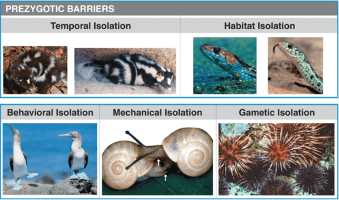 <p>temporal isolation, habitat isolation, behavioral isolation, mechanical isolation, gametic isolation</p>