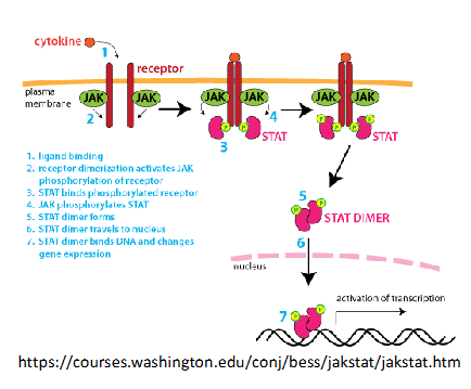 <ul><li><p>Interferon behoort tot de cytokines en wordt gesecreteerd door cellen na een virale infectie. Door die interferon worden bepaalde genen aangezet (= interferon respons)</p></li><li><p>Interferon (glycoproteïne) bindt celmembraan receptor</p></li><li><p>Na binding ligand → dimerisatie waarbij JAK kinase (Janus kinase → intracellulair proteïnekinase) zijn receptor fosforyleert.</p></li><li><p>Rekrutering STAT eiwit, bindt aan gefosforyleerde receptor. STAT is hier de regulerende TF (signal transducer and activator of transcription)</p></li><li><p>JAK fosforyleert STAT</p></li><li><p>Gefosforyleerde STAT dimeriseert (dan pas wordt een NLS gevormd)</p></li><li><p>STAT dimeer gaat naar kern</p></li><li><p>STAT bindt ISRE (interferon stimulerend respons element) en activeert transcriptie</p></li></ul><p></p>
