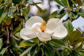 <p><em>Magnolia grandifloria</em> (Southern Magnolia) Characteristics</p>