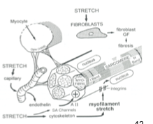 <ul><li><p class=""><strong>Activation des fibroblastes</strong>&nbsp;:<br>→ Ils&nbsp;<strong>libèrent des facteurs de croissance</strong></p></li><li><p class=""><strong>Étirement des cellules musculaires</strong>&nbsp;:<br>→ Elles deviennent&nbsp;<strong>plus volumineuses</strong><br>→ Il s’agit d’une&nbsp;<strong>hypertrophie</strong>, pas d’une&nbsp;<strong>hyperplasie</strong><br>→ Les&nbsp;<strong>cellules musculaires ne se multiplient pas</strong></p></li></ul><p></p>