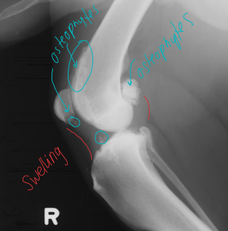 <p>Cranial Cruciate Disease (CCL)</p>