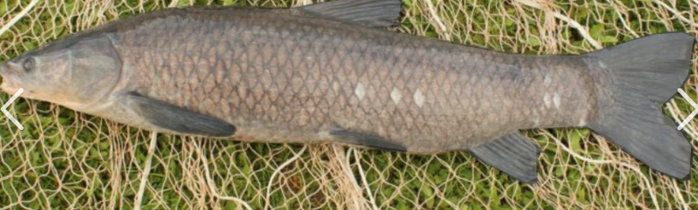 <p>What fish is this and how do you know</p>