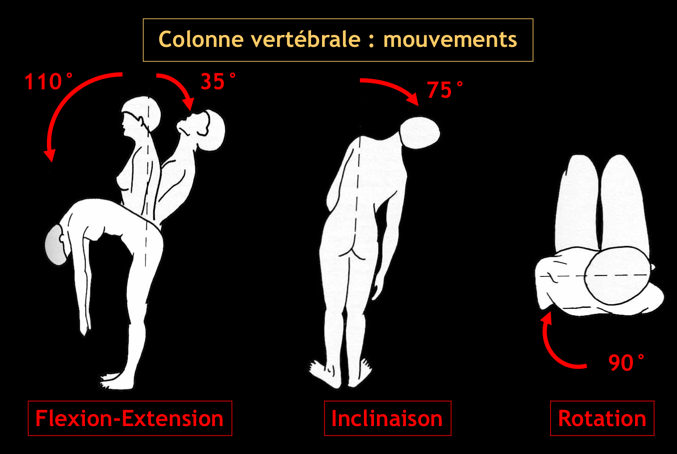 <p>• Flexion-extension</p><p>• Torsion (rotation)</p><p>• Inclinaison latérale</p>