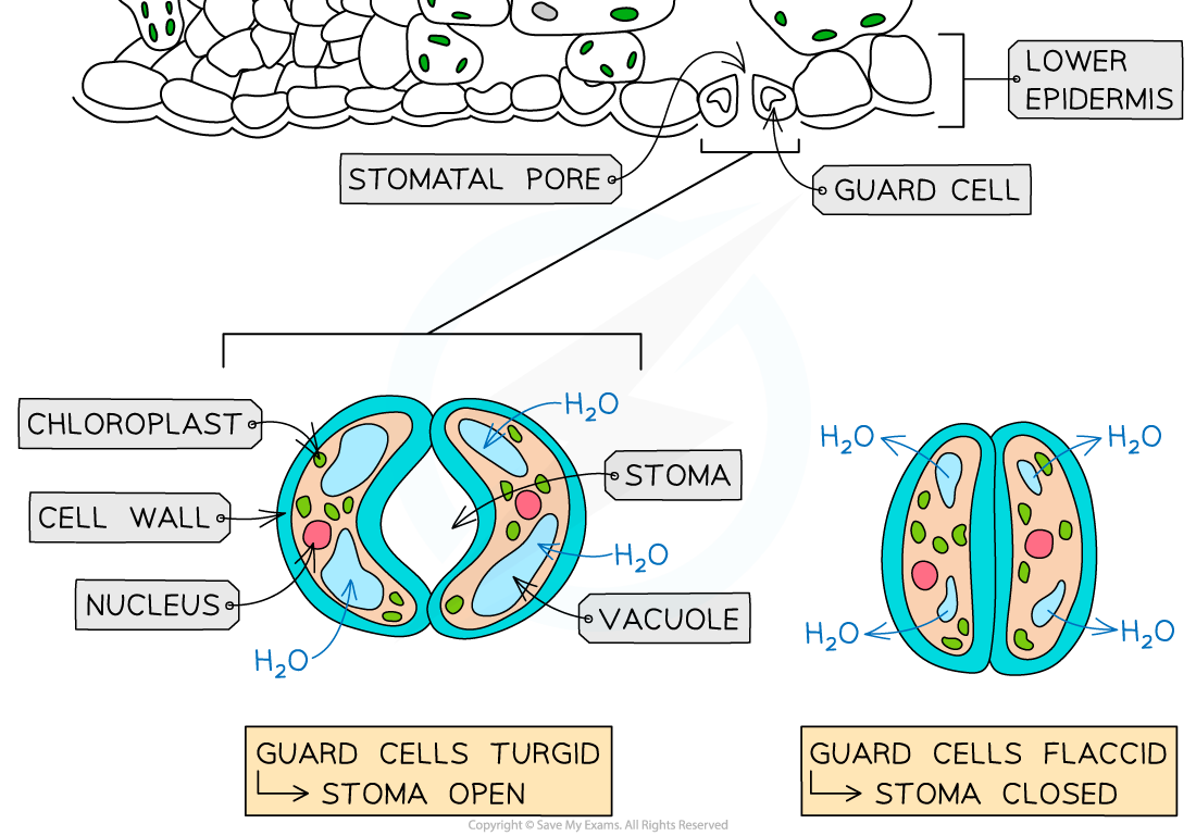<p>What is the function of stomata?</p>
