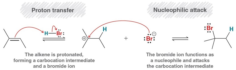 <p>Reactions of alkene. It is protonated by a strong acid. Forms a carbocation intermediate.</p>