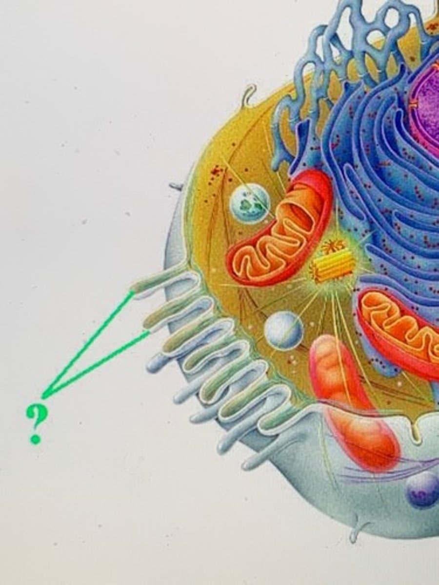 <p>microvilli</p>