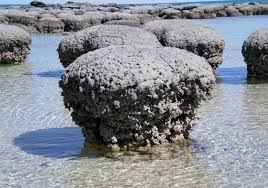 <p>stromatolites </p>