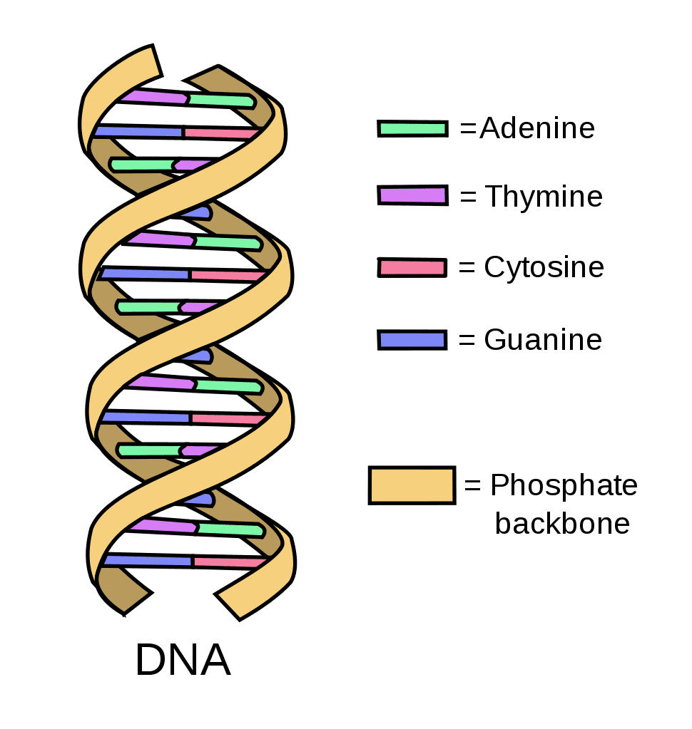 <ul><li><p>A double helix structure that contains genetic material, with a sugar-phosphate backbone.</p></li><li><p>Bases: Adenine (A), Thymine (T), Guanine (G), and cytosine (C)</p></li></ul><p></p>