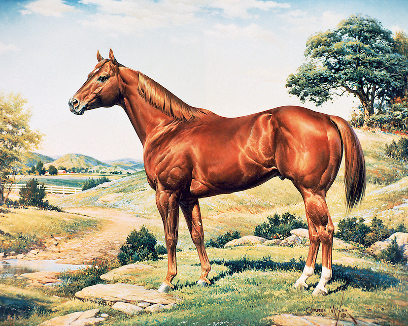 <p>American Quarter Horse Characteristics</p>