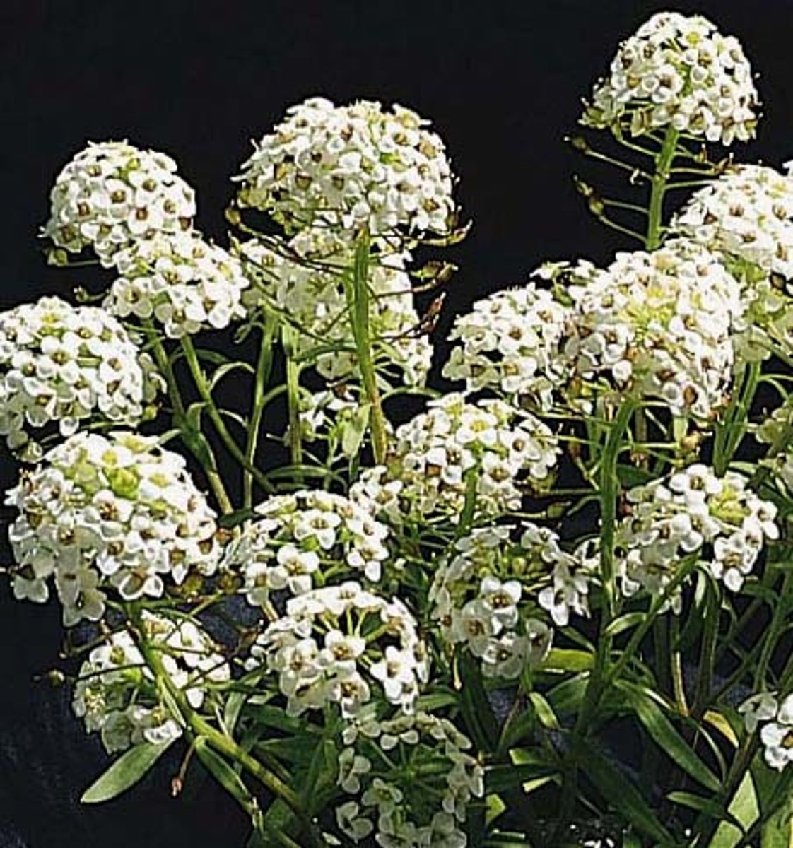 <p>Lobularia maritima</p>