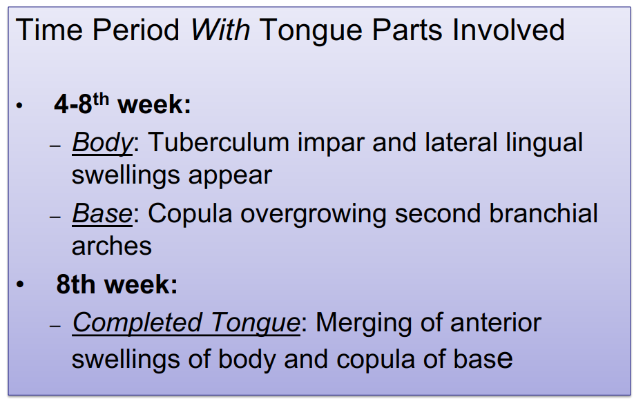 <p>Describe the development of the tongue.</p>