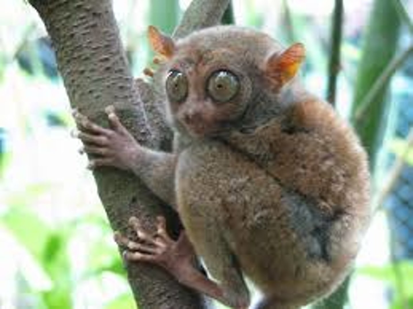 <p>Philippine tarsier</p>