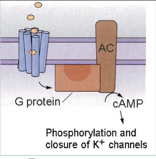 <p><span style="color: rgb(248, 248, 248);"><span>Taste transduction for SWEET foods:</span></span></p><ul><li><p><span style="color: rgb(248, 248, 248);"><span>SpecialG-protein couples receptors </span></span></p></li><li><p><span style="color: rgb(248, 248, 248);"><span>ClosureK+channels;depolarization</span></span></p></li></ul><p></p>