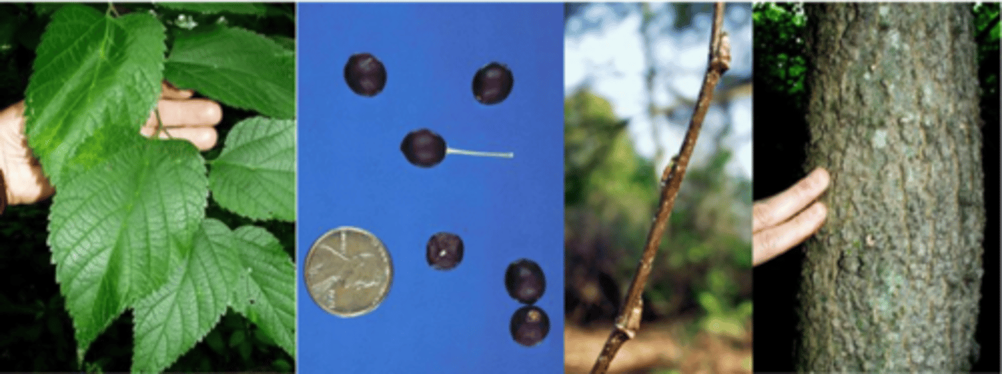 <p>Leaves: alternate, simple (resembling elms, but Celtis leaves are only singly serrated), leaf tip is acuminate, leaf base is lopsided (like elms), rough/dry textured, margins are always toothed. </p><p>Twigs: slender, gray </p><p>Buds: pseudoterminal bud, triangular, smooth, flat, at an angle to the twig. Triangular shaped lateral buds appressed to zig-zag twigs. </p><p>Fruit: round, dark purple drupe on long stalk; ripens in early fall. </p><p>Bark: distinctive w/ discontinuous warty ridges/scales on mature trees. </p><p>Form/Silvics: Can grow up to 200 years, 90' tall. Prefers deep well-drained bottomlands; seeds moved by birds (common to fencerows); shade tolerant; drought, heat and salt tolerant.</p>