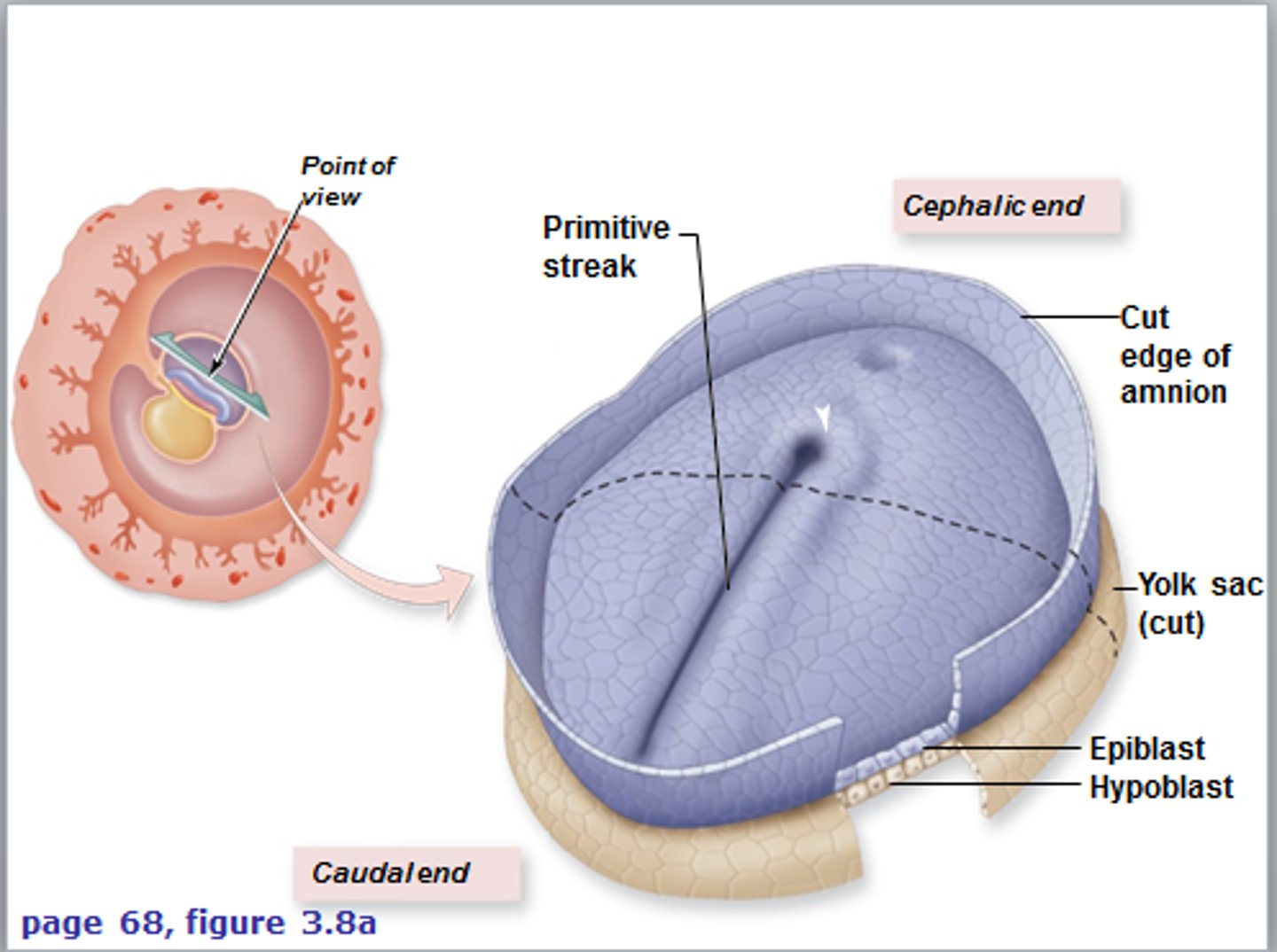 <p>Cells in the epiblast move toward the midline and dive down, creating a groove called the *primitive streak*. It marks the embryo's head-to-tail axis.</p>