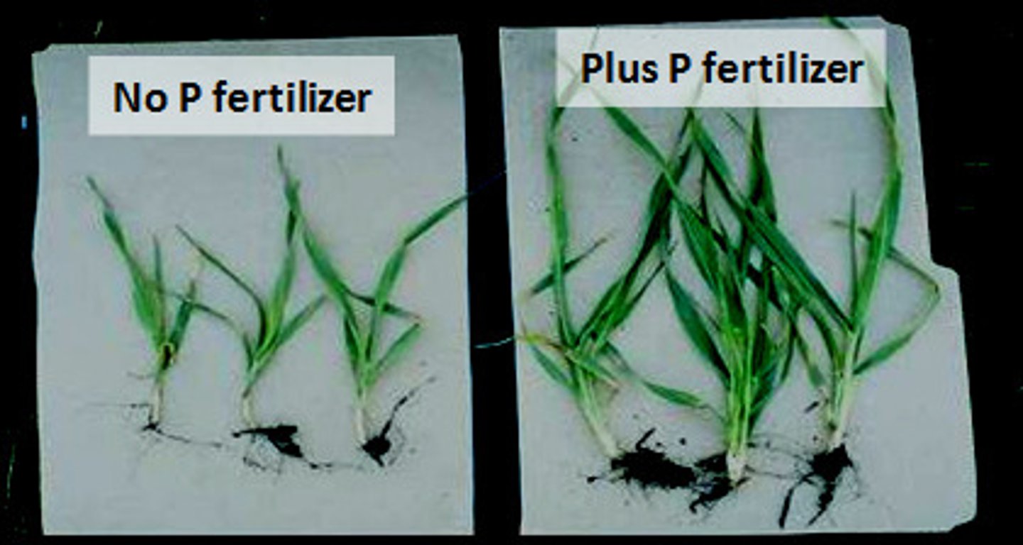 <p>a nutrient required for the growth of an organism but available in a lower quantity than other nutrients</p>