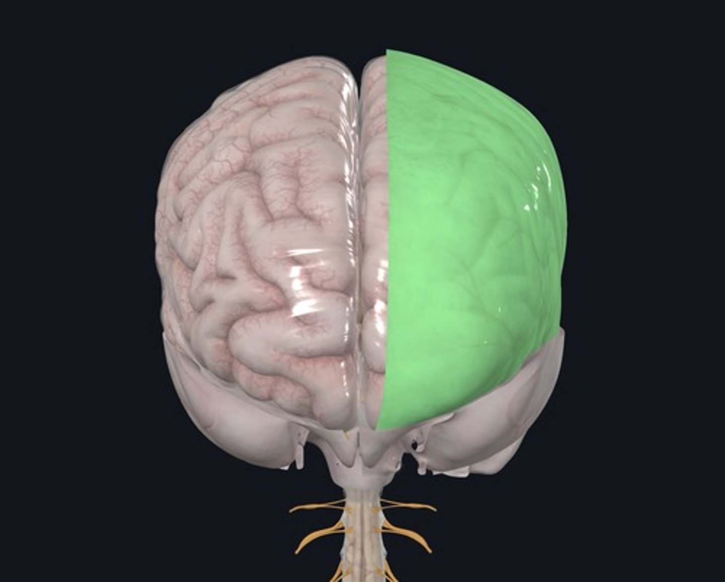 <p>Name the layer highlighted green.</p>