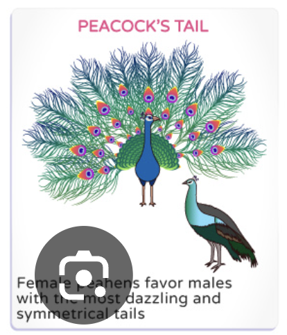 <p>individuals of one gender (typically females) choose mates based on desirable traits, influencing the mating success of individuals. </p><p>Ex) colorful plumage in peacocks </p>