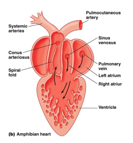 <ul><li><p>Keep the <strong>sinus venosus</strong> throughout life. ANS nerves grow into sinus venosus</p></li></ul><p>ANS signals → received by <strong>sinus venosus</strong> → atria → ventricles → conus arteriosus (if present).</p><p></p>