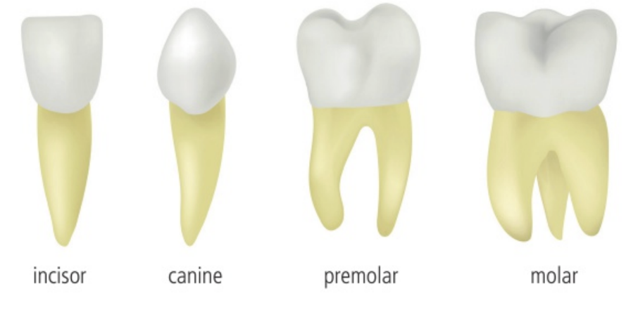 <p>Incisors: found at the front of your mouth</p><p>Canines: To the side of the incisors</p><p>Premolars: middle of the mouth</p><p>Molars at the back of the mouth</p>