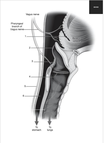 <p>Identify <strong>number 2 </strong>in the image below:</p>