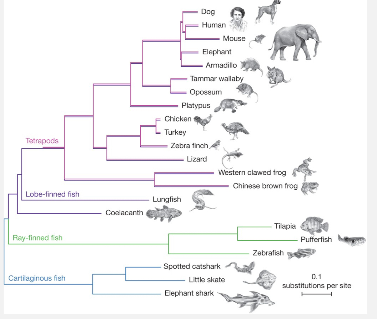 <p><span style="font-family: UICTFontTextStyleBody; font-size: 17px;">A diagram showing evolutionary relationships between organisms, genes, or species.</span></p><p class="p1"></p><p class="p1"><span style="font-family: UICTFontTextStyleBody; font-size: 17px;">Distance on the tree = degree of relatedness.</span></p><p class="p1"></p><p class="p1"><span style="font-family: UICTFontTextStyleBody; font-size: 17px;">Built using mutation rates, selection pressure, and sequence comparisons.</span></p><p class="p1"></p><p class="p1"><span style="font-family: UICTFontTextStyleBody; font-size: 17px;">Uses:</span></p><p class="p1"><span style="font-family: UICTFontTextStyleBody; font-size: 17px;">Reconstructing gene/species evolution.</span></p><p class="p1"><span style="font-family: UICTFontTextStyleBody; font-size: 17px;">Tracing disease origins (e.g., SARS-CoV-2 zoonotic origins).</span></p>
