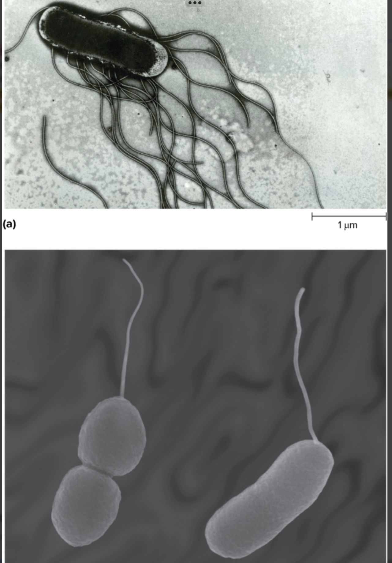 <p>The different flagella arrangements would be:</p><ul><li><p><strong><em>Peritrichous </em></strong>is when the <strong>FLAGELLA IS AROUND THE SURFACE OF THE CELL</strong></p></li><li><p><strong><em>Polar </em></strong>is when there’s a <strong>SINGLE FLAGELLA AT ONE END</strong> (it would end up looking like a sperm) </p></li></ul><p></p>