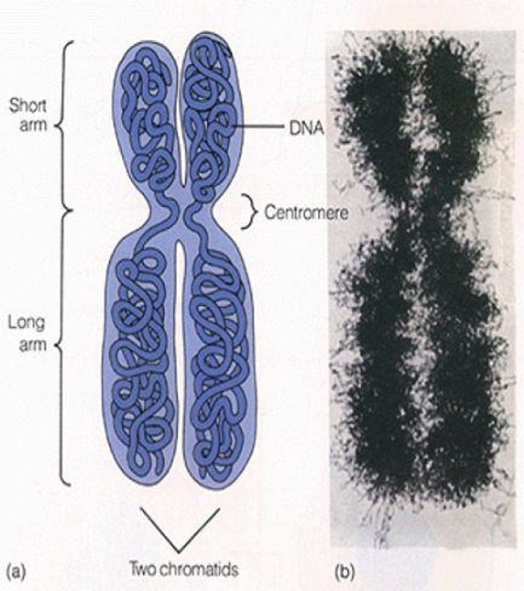 <p>Linear DNA structure found in eukaryotic cells.</p>