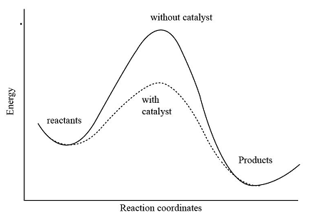 <p>increases ROR by providing an alternative reaction pathway with a lower activation energy</p>