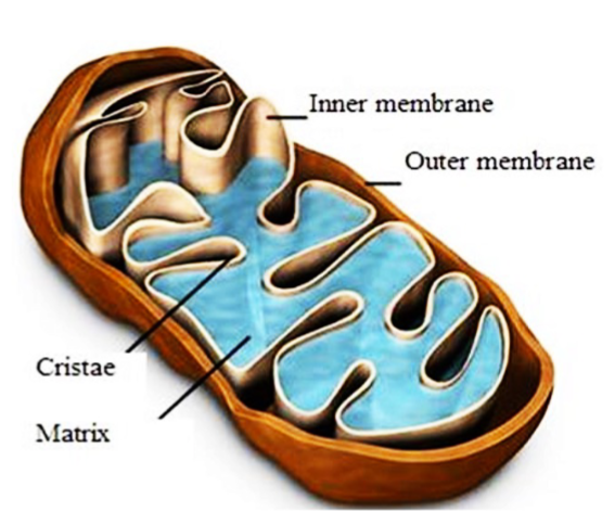 <ul><li><p>double membrane (outer/inner)</p></li><li><p> intermembrane space</p></li><li><p> mitochondrial matrix</p></li><li><p>DNA</p></li><li><p> ribosomes</p></li></ul><p></p>