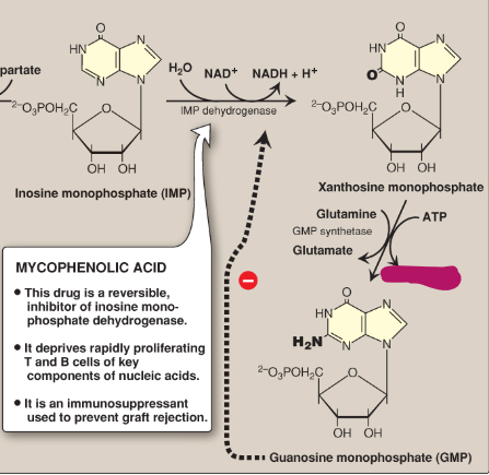 <p>Name this section of GMP synthesis.</p>