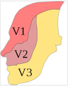 <p>Has both sensory and motor function (mixed)</p><p>There are three sensory branches of this nerve1</p><ol><li><p>Opthalmic (V1)- conveys information from the scalp, forehead, upper eyelid, nasal mucosa, tip of the nose, and frontal sinus</p></li><li><p>Maxillary nerve (V2)- conveys information from the lower eyelid, cheek, upper teeth and gums, the palate, and the sphenoid, ethmoid, and maxillary sinuses</p></li><li><p>Mandibular (V3)- conveys information from the lower lip, lower teeth and gums, chin, jaw, and areas of the ear</p></li></ol>