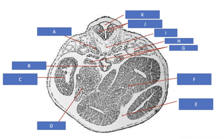 <p>identify J</p>