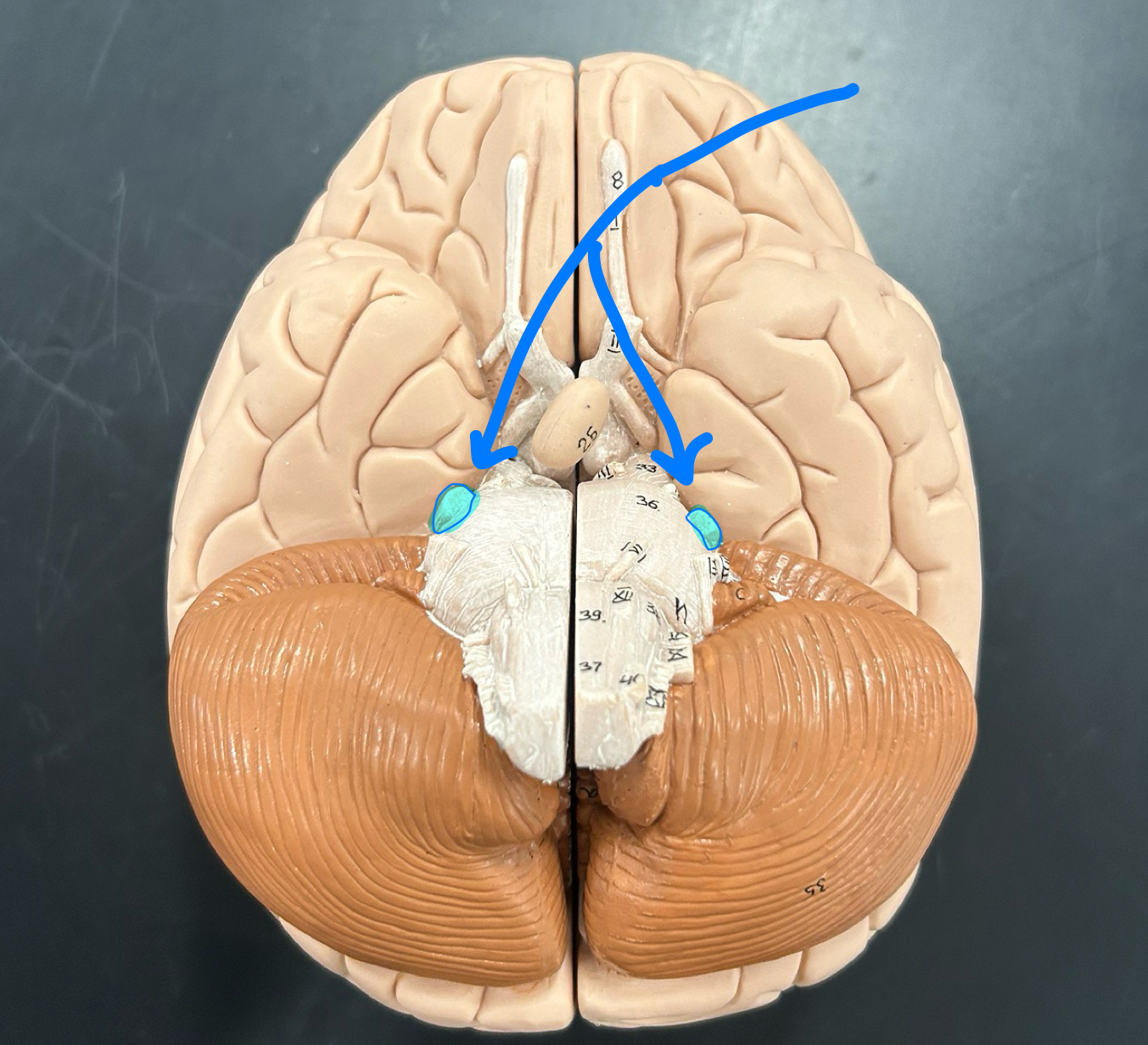 knowt flashcard image