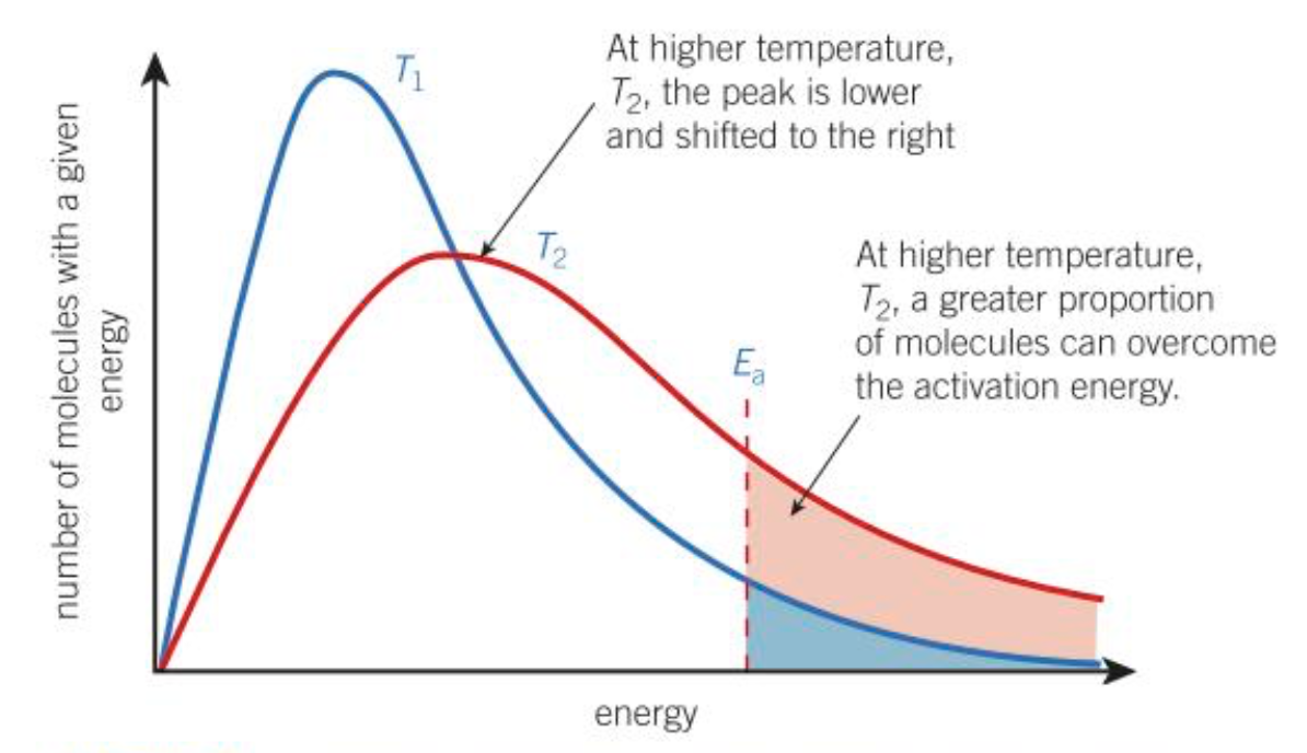 <p>At a higher temperature, the peak is lower and shifted right, this means that a greater proportion of molecules have the required activation energy. The means that a greater proportion of collisions result in a reaction. Also the frequency of collisions increases, as molecules are moving faster.</p>