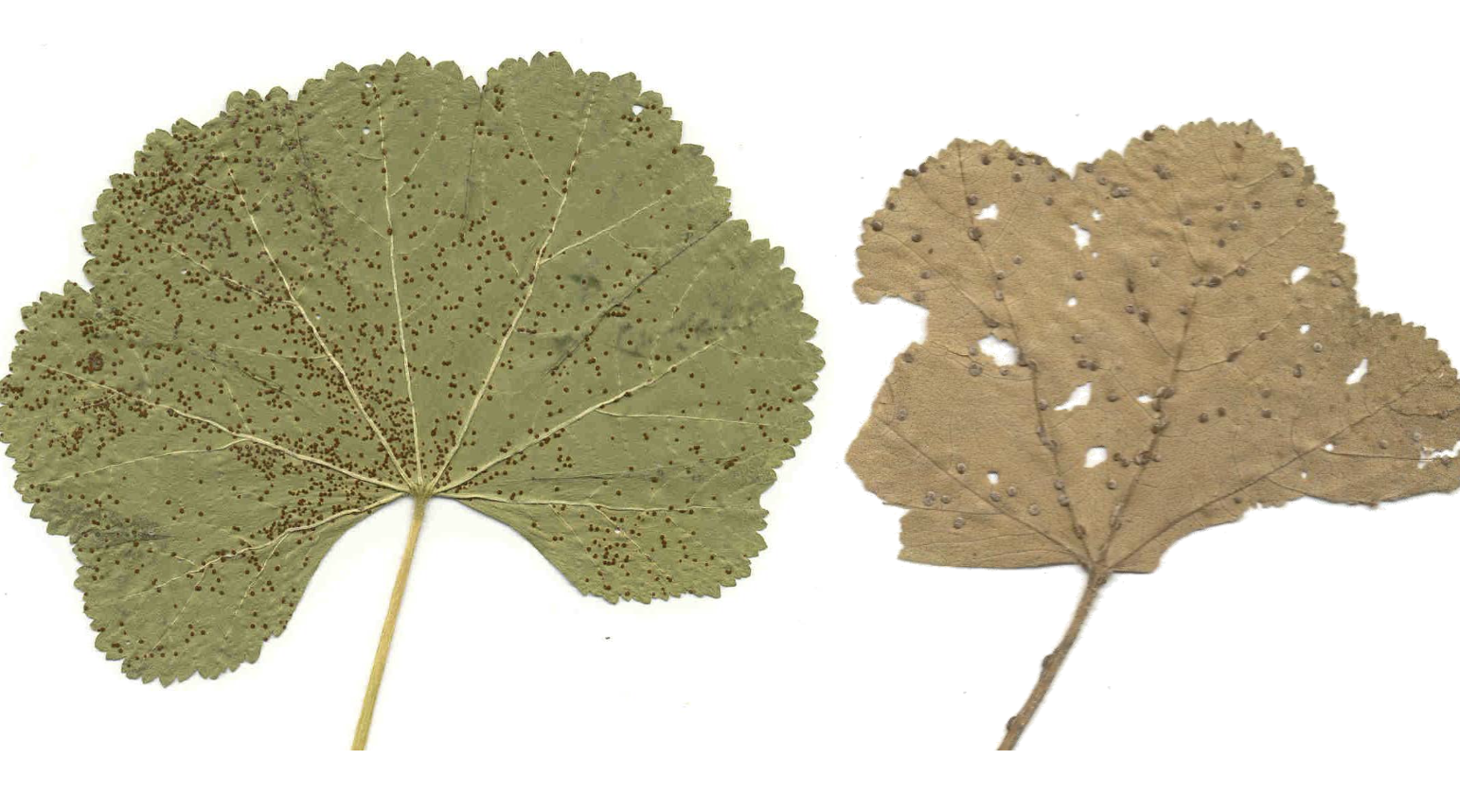 <p>Puccinia malvacearum</p>