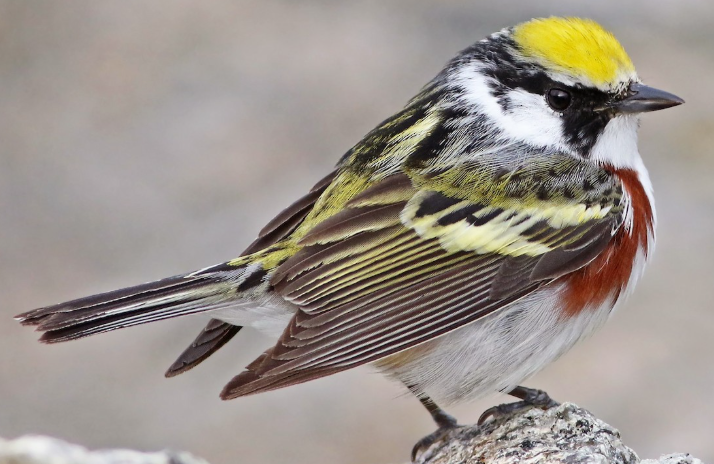 <p>What bird is this? </p>