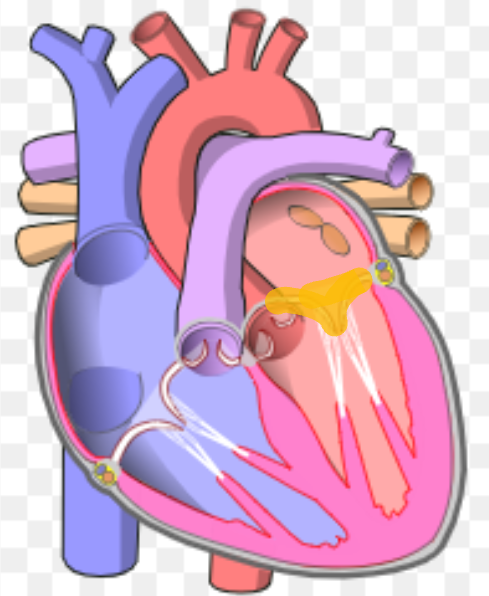 <p>What is the name the highlighted portion of the heart?</p>