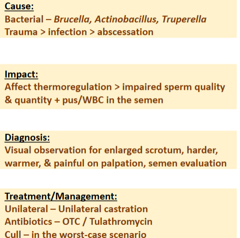 <p>Orchitis</p>