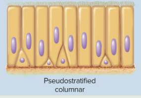 <p>Pseudostratified columnar epithelia</p>