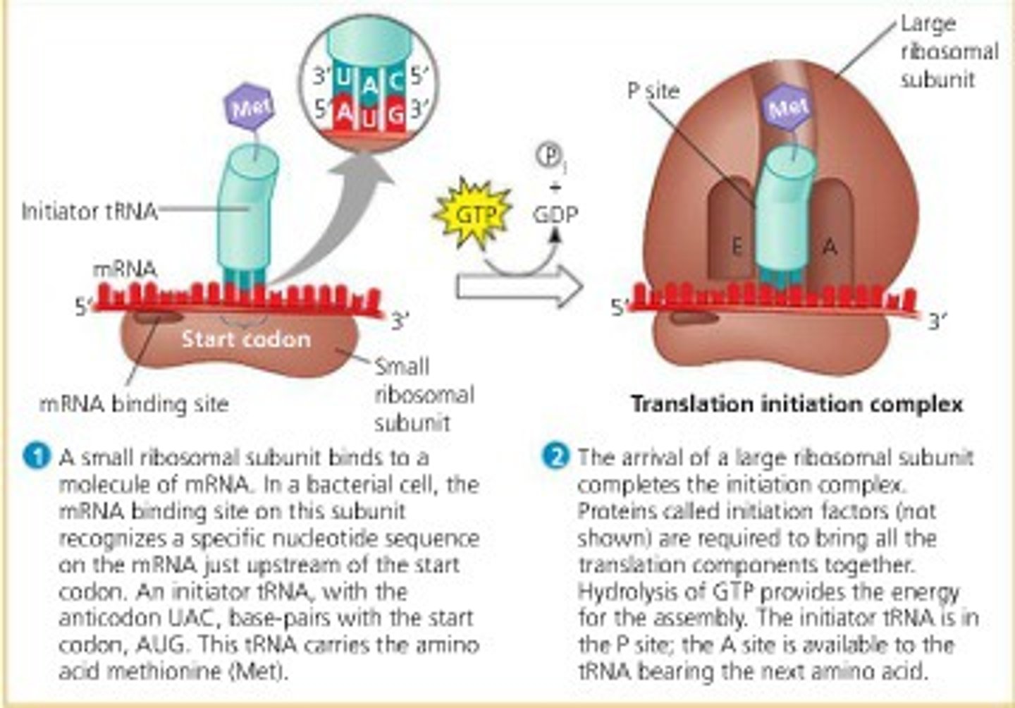 <p>mRNA binds to the small ribosomal subunit.<br><br>tRNA with methionine binds to the start codon (AUG).<br><br>Large ribosomal subunit attaches, completing the initiation complex.</p>
