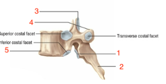 <p>thoracic body</p>