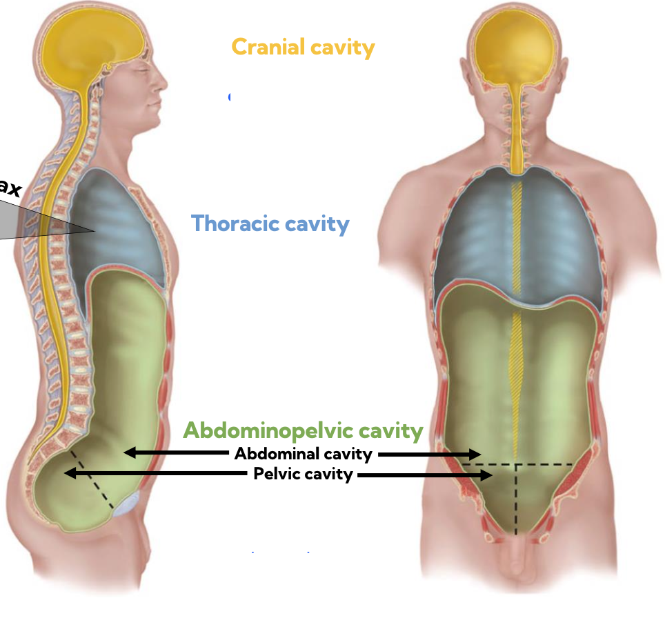 <p>yellow- cranial</p><p>blue- thoracic</p><p>green- abdominopelvic</p><p>green sub-cavities- abdominal &amp; pelvic</p>