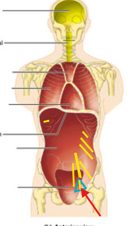 <p>what is this structure?</p>