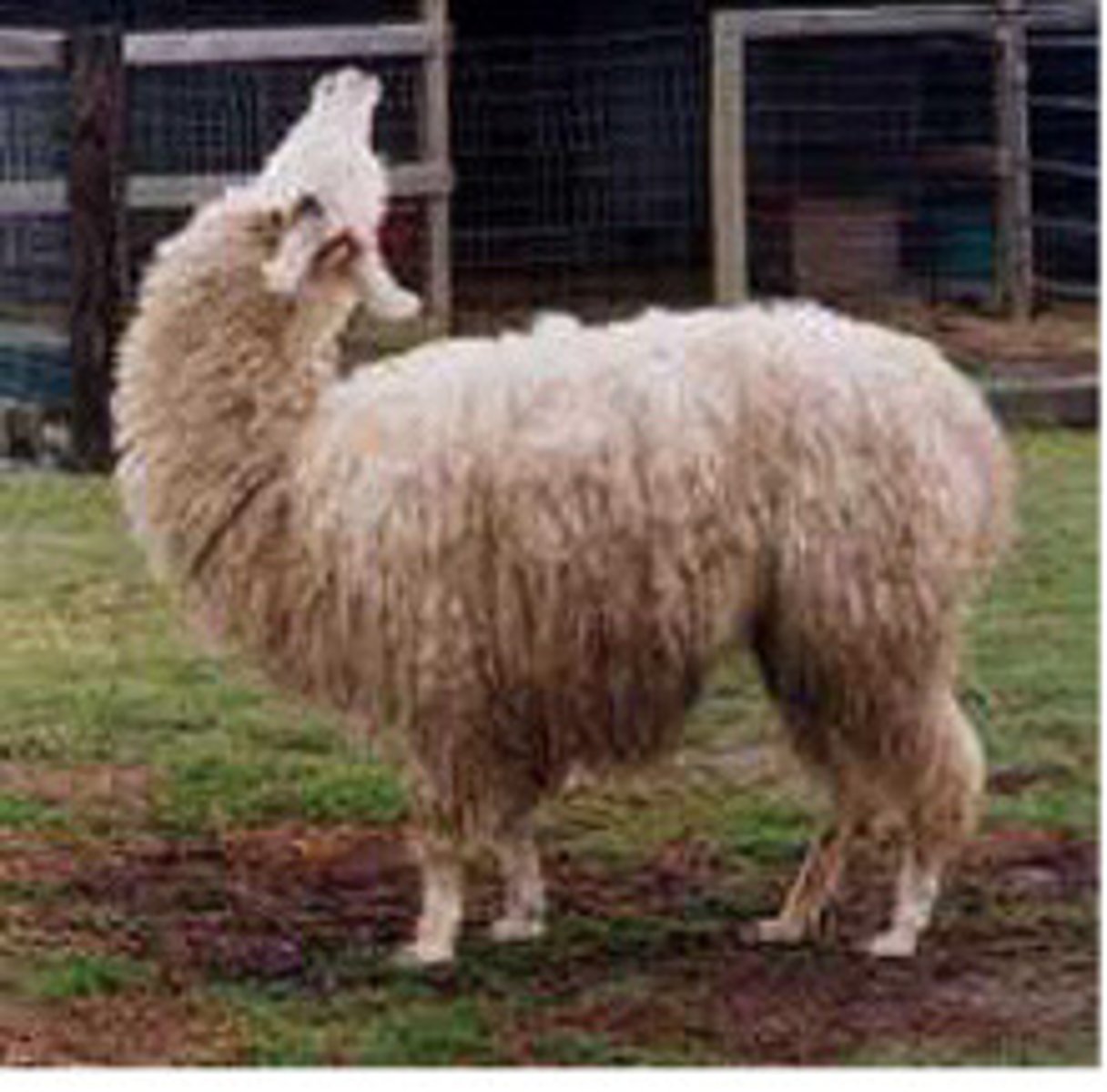 <p>Describe the camelid body language</p>