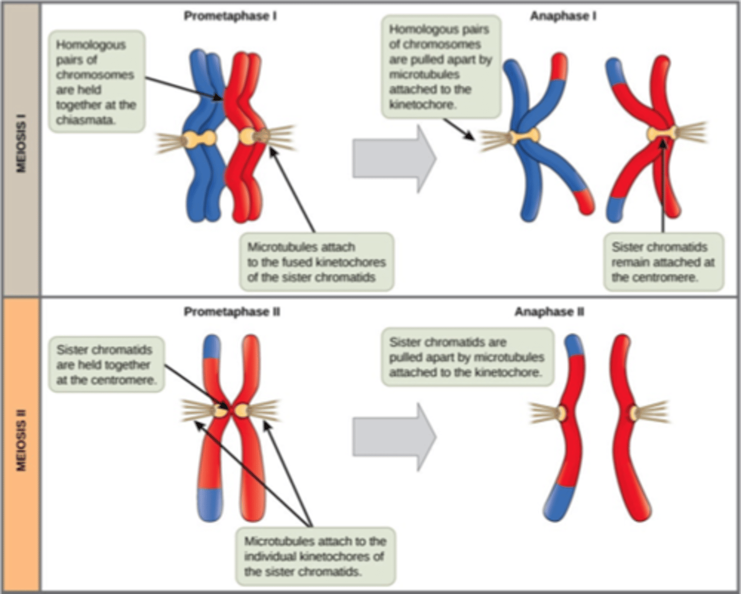 <p>Homologous chromosomes separate</p><p>Migrate to opposed poles</p>