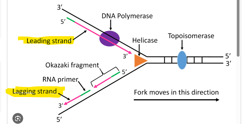 <p>DNA only synthesized in 5 → 3 Direction </p><p><strong><mark data-color="blue" style="background-color: blue; color: inherit">Leading Strand (Top)</mark></strong><mark data-color="blue" style="background-color: blue; color: inherit"> </mark></p><ul><li><p>Continuous <strong><em>synthesis towards </em></strong>the fork </p></li></ul><p><strong><mark data-color="blue" style="background-color: blue; color: inherit">Lagging Strand (Bottom)</mark></strong></p><ul><li><p>Discontinuous <strong><em>synthesis away</em></strong> from fork </p></li></ul><p></p>