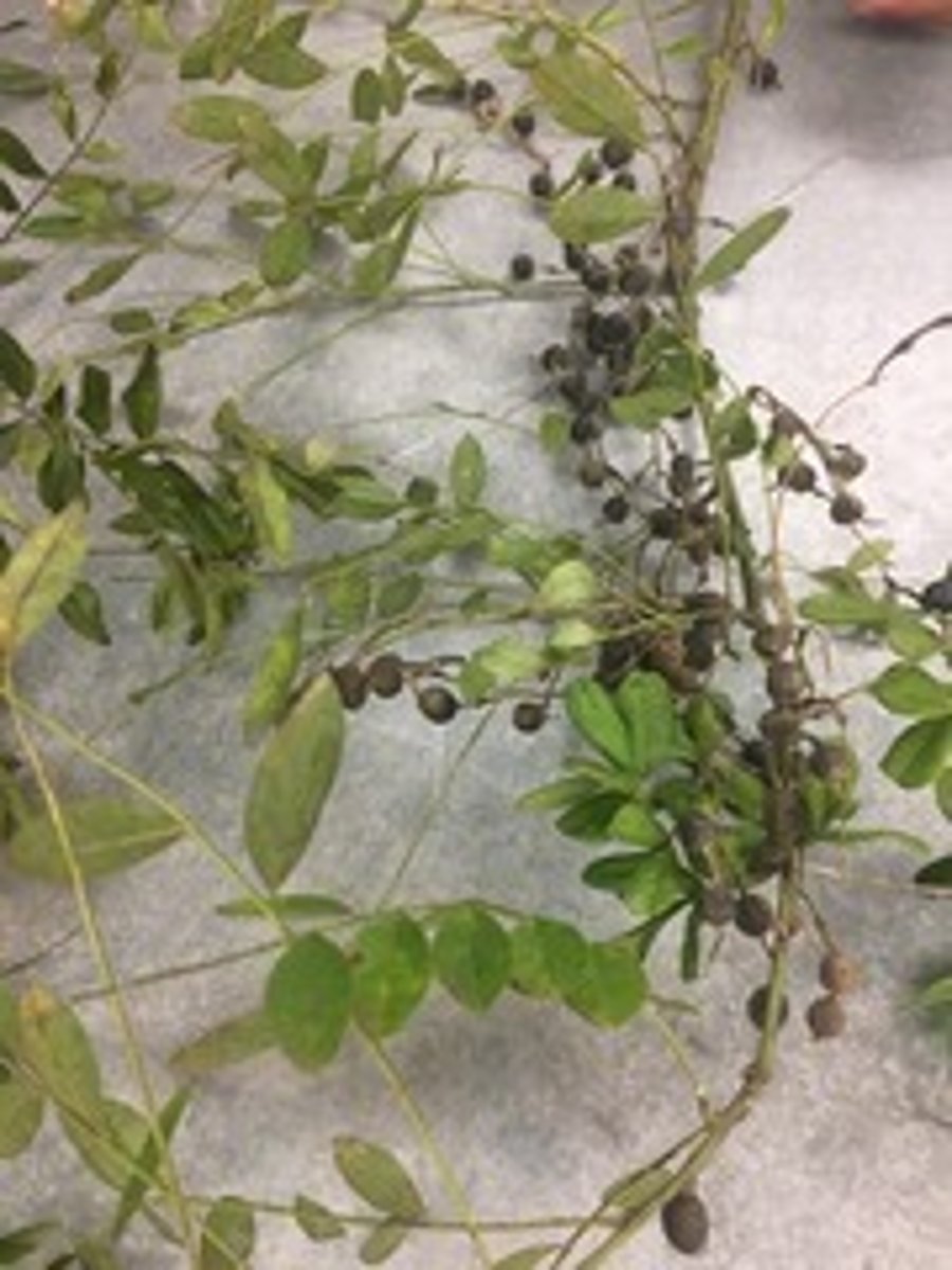 <p>Styphnolobium affine, Fabaceae</p>